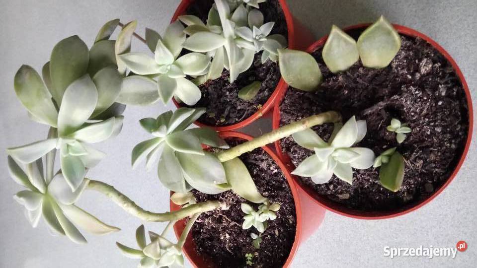 Skrzydlokwiat kwitnacy Warszawa