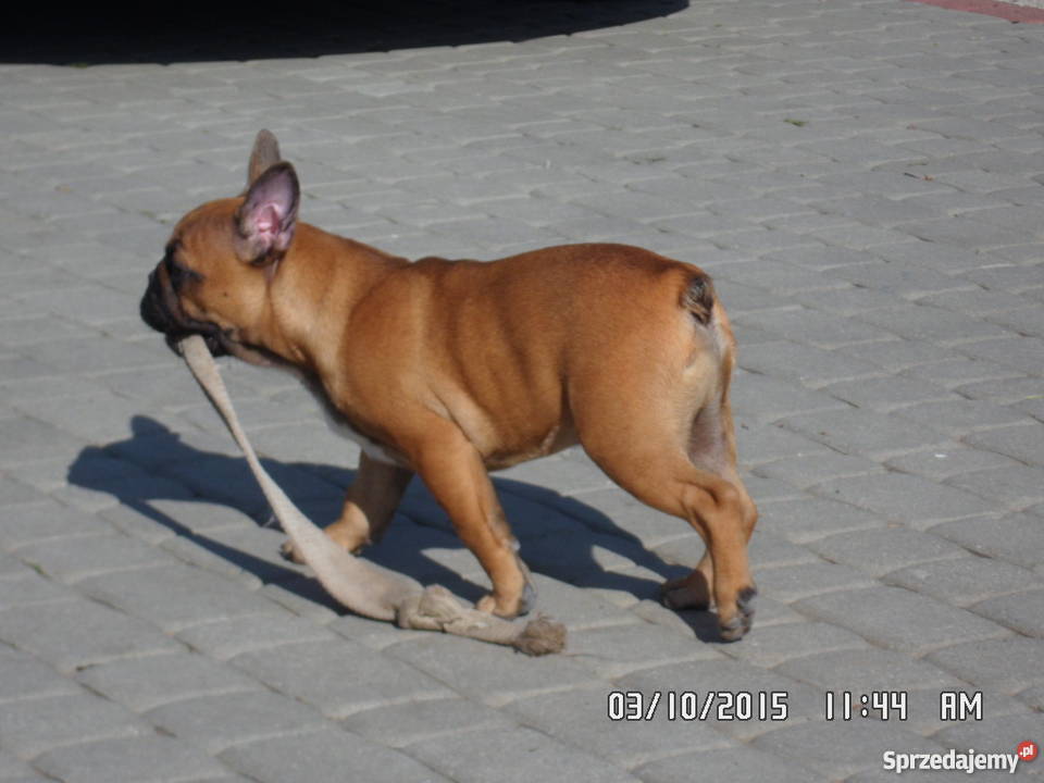 Buldog Buldożek Francuski rod FCI ZKwP Świdnik