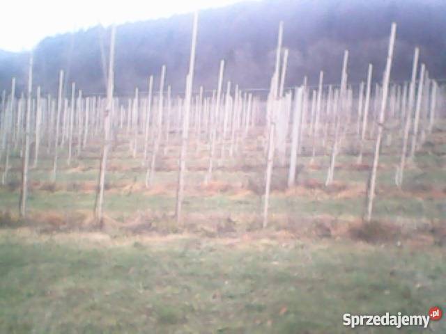 SPRZEADM PALIKI DO SADU MAŁOPOLSKA NOWY SACZ Łącko