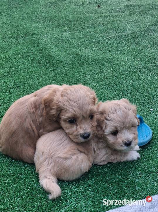 Maltipoo f1 Iłowo-Osada
