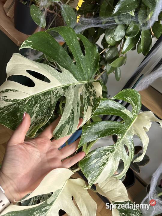 Szczyt monstera variegata 2 liście pęd Śrem