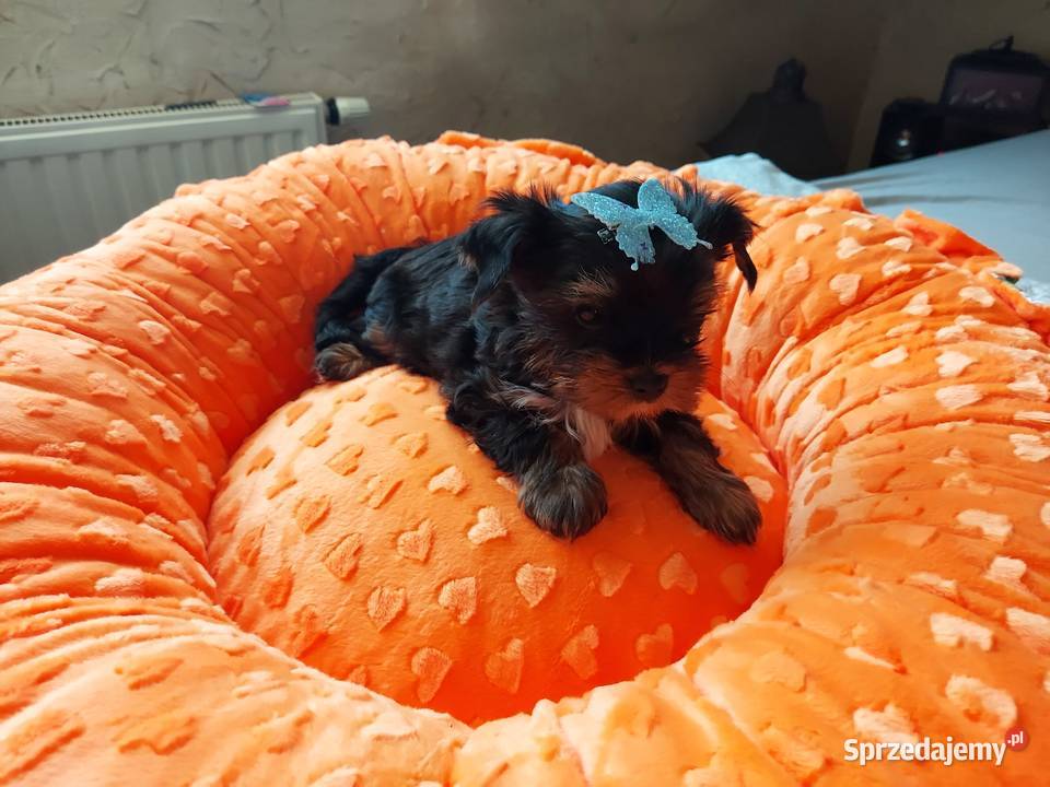 Yorkshire Terrier Black Tan Rumia