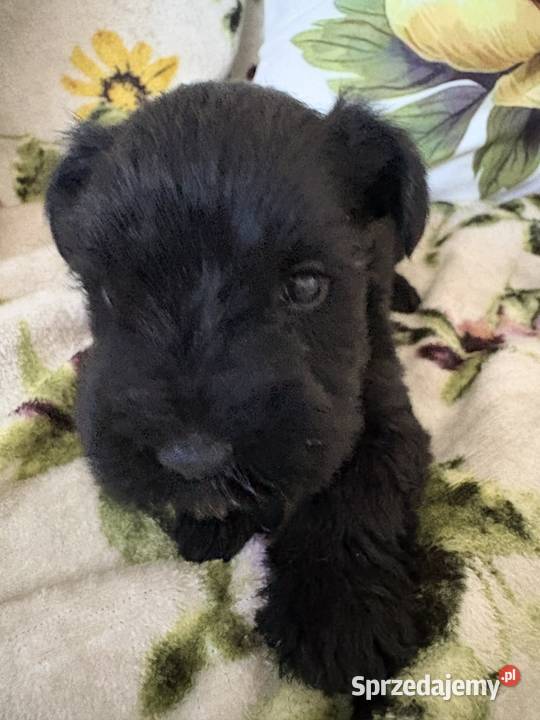 Sznaucer miniaturowy czarny pieski Solec Kujawski