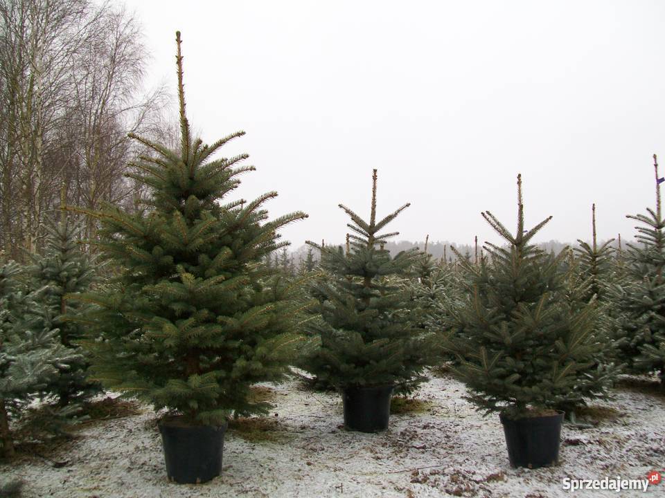Plantacja świerka srebrnego choinki cięte kopane Nidzica