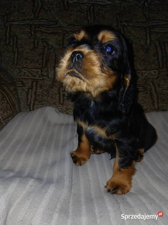 Cocker Spaniel Angielski piesek Zwierzęta Sieradz