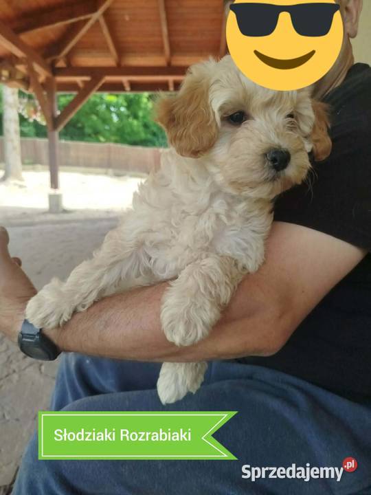 Goldendoodle F1B hybryda Rzeszów