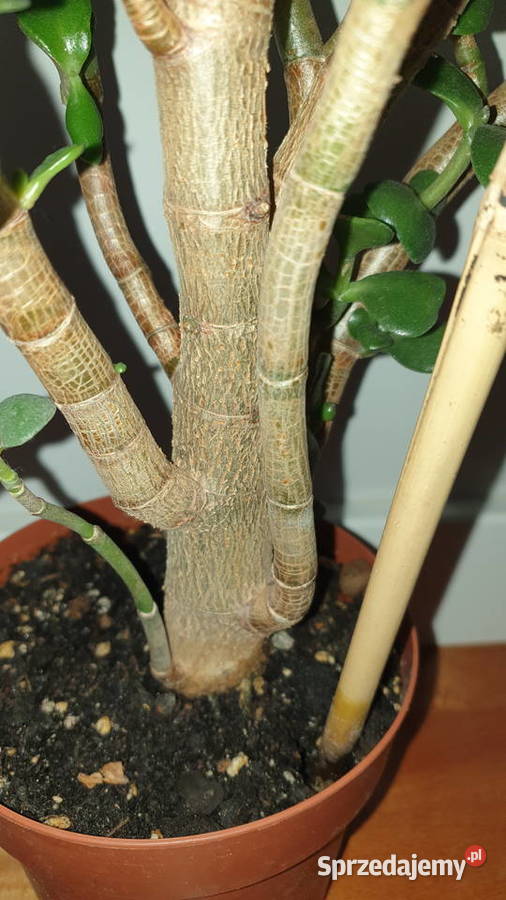 Grubosz crassula drzewko szczęścia duże sprzedam