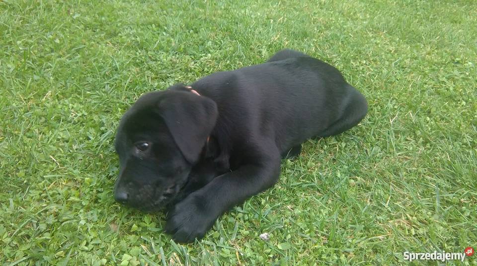 Szczeniaki labradory Bochnia