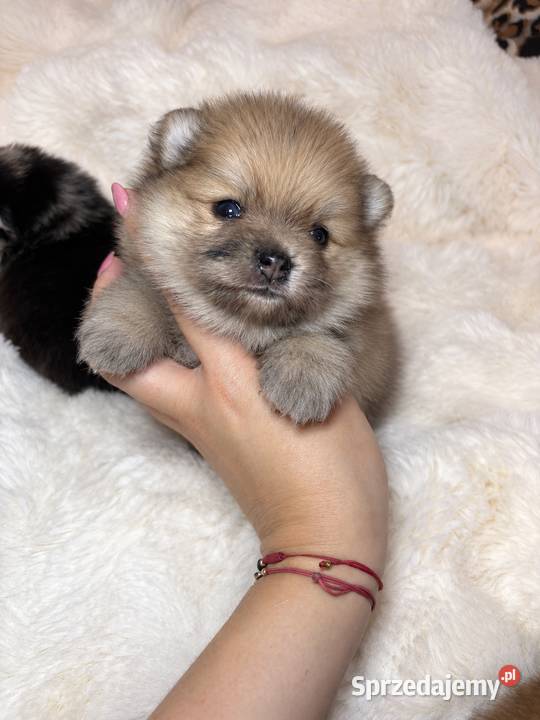 Sunia szpic miniaturowy pomeranian Orange Merle łódzkie Bełchatów