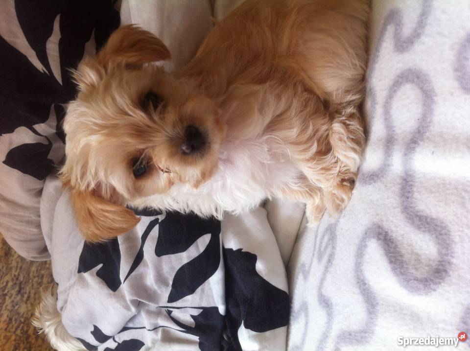 Śliczne i wyjątkowe białe Yorki Brzeg