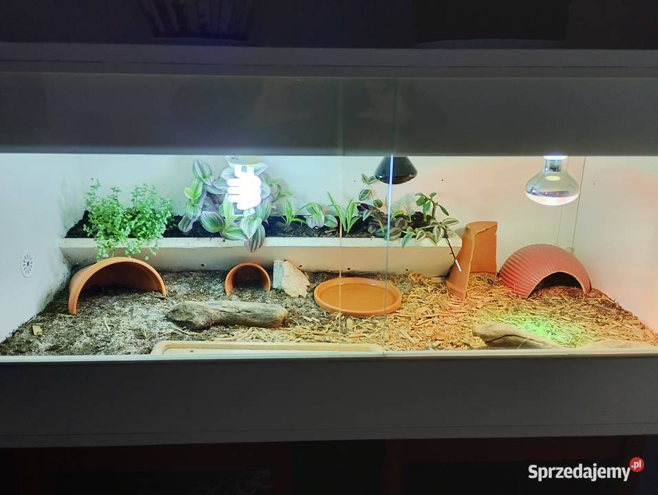 Żółw gwiaździsty lądowy terrarium Bielsko-Biała