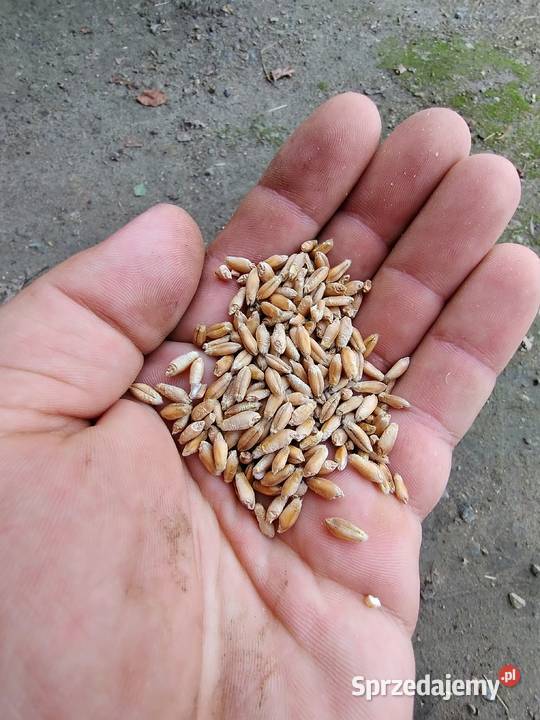 Sprzedam pszenżyto corado Ostrów Lubelski sprzedam