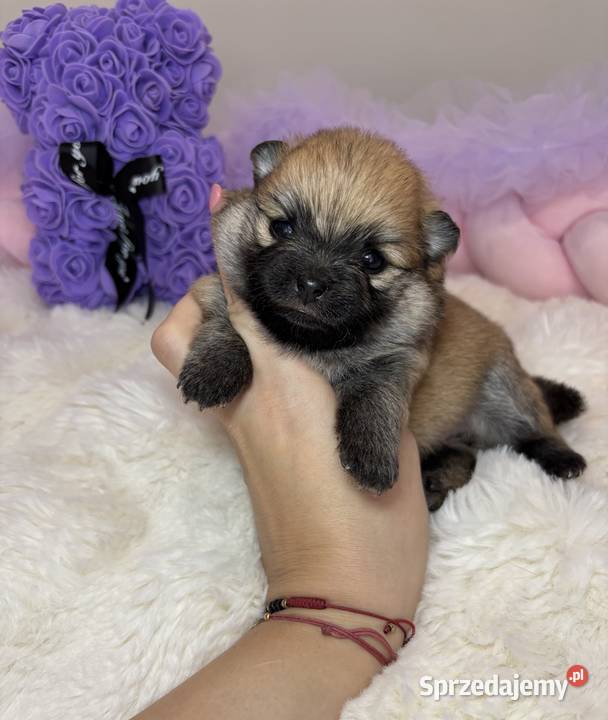 Sunia mini szpic miniaturowy pomeranian Orange Bełchatów