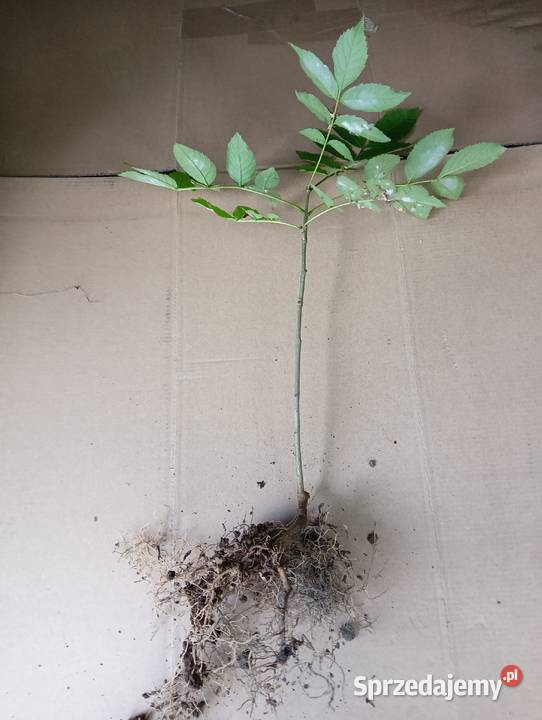 Sadzonki Jesiona sprzedam