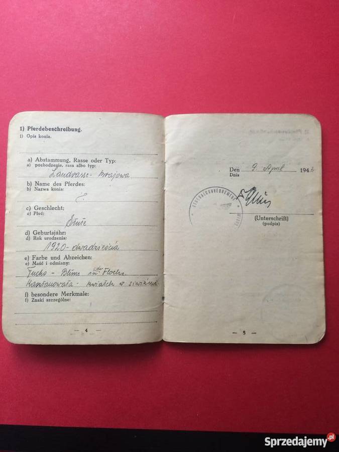 Dowód tożsamości konia Szczecin
