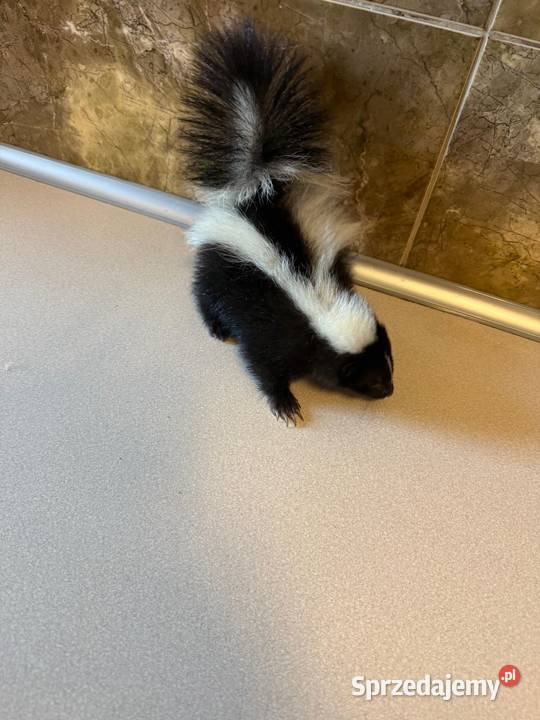 Skunks Warszawa sprzedam