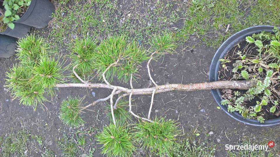 Iglaki Formowane Bonsai mazowieckie Mszczonów