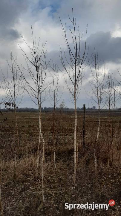 Brzoza brodawkowata Betula pendula 810 Nałęczów sprzedam