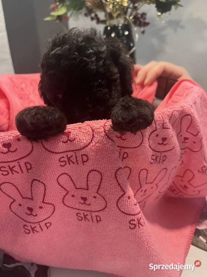 Pudel miniatura samiec Pozostałe Milicz