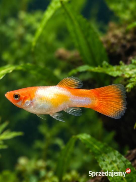 GUPIK GOLDEN KOI POECILIA RETICULATA Piła