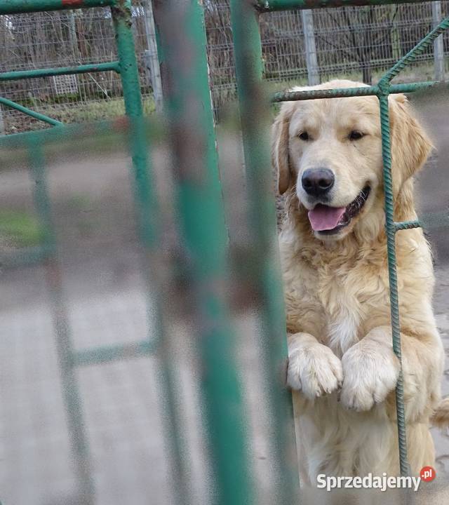 Golden retriever 7 miesięczne