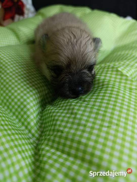 Szpic miniaturowy Przepiękny maluchr mazowieckie