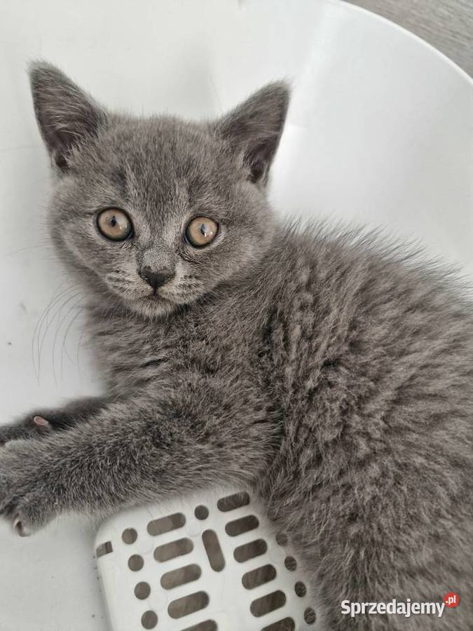 Koty Brytyjskie Lublin