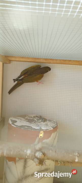 Patagonki para Biała