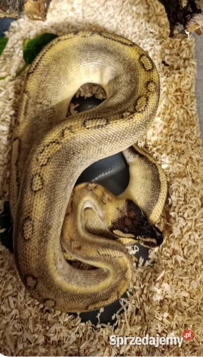 Champagne paradox head samica królewski Częstochowa