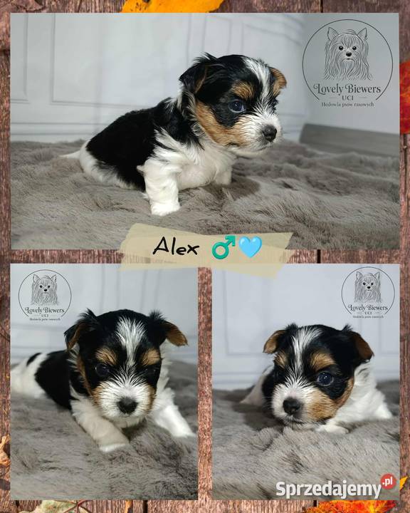 Alex Biewer Yorkshire Terrier ZHPR UCI 4 Zwierzęta Bielsk Podlaski