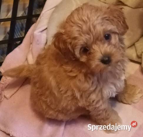 Sprzedam pieska suczkę rasy maltipoo z czipem
