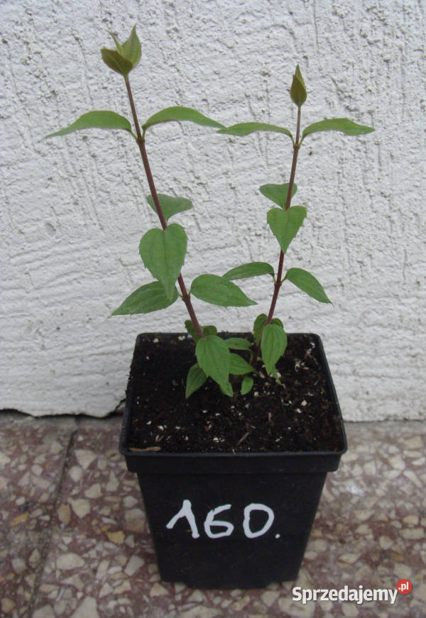 JAŚMINOWIEC Dame Blanche sadzonki w doniczkach Ustronie