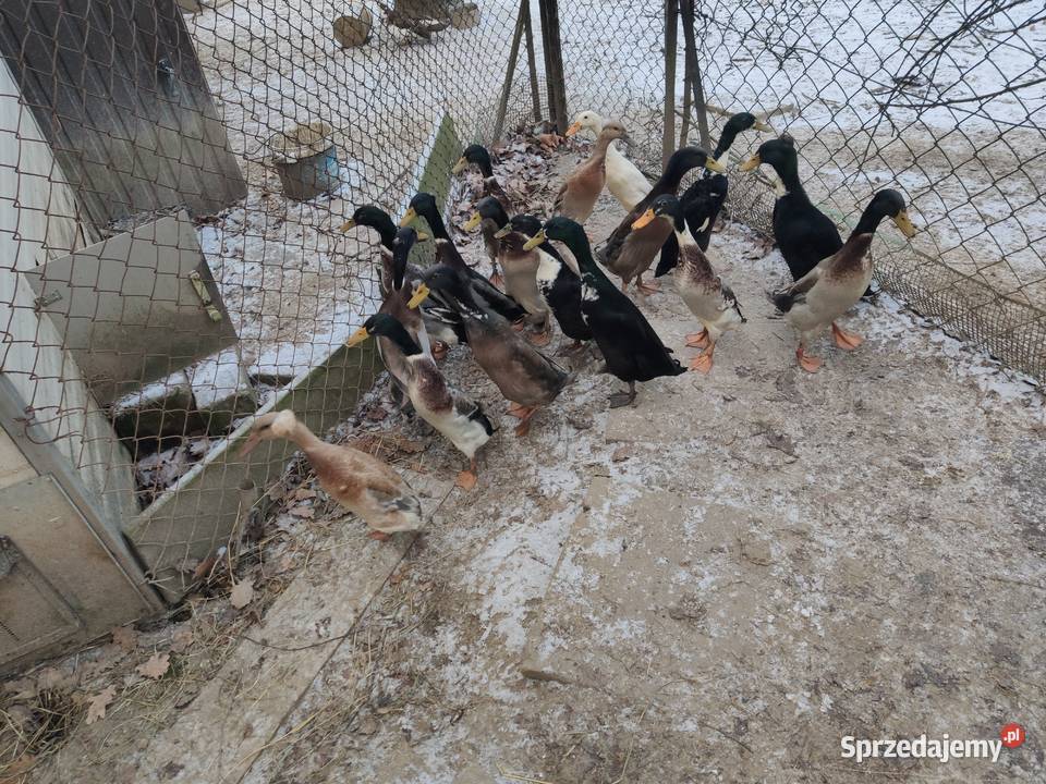 Kaczki biegus indyjski Dobczyce sprzedam
