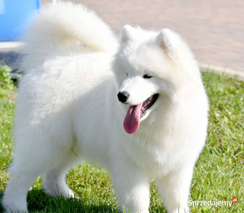 Samoyed szczeniak samiec do odbioru Sesto Senso Zduńska Wola