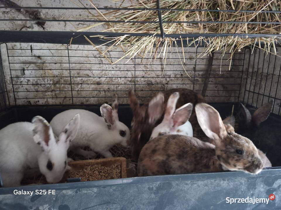 Króliki rex trójbarwny Giełda zwierząt sprzedam