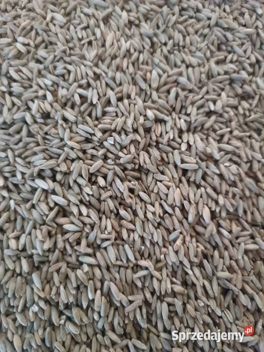 Żyto jare na poplon Kalisz