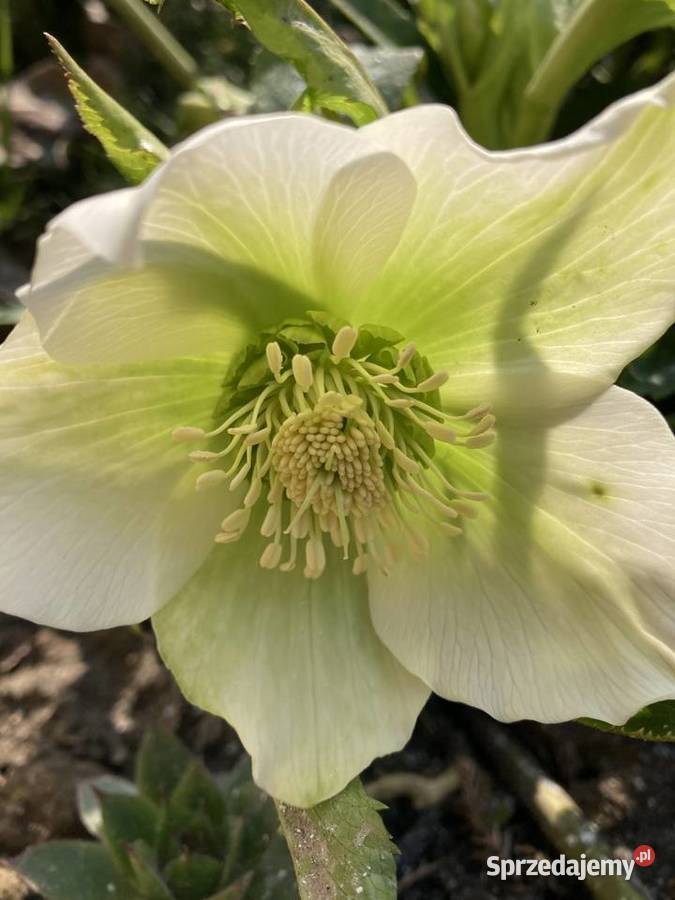 Ciemiernik Helleborus Niger Biały doniczka lubelskie Lublin