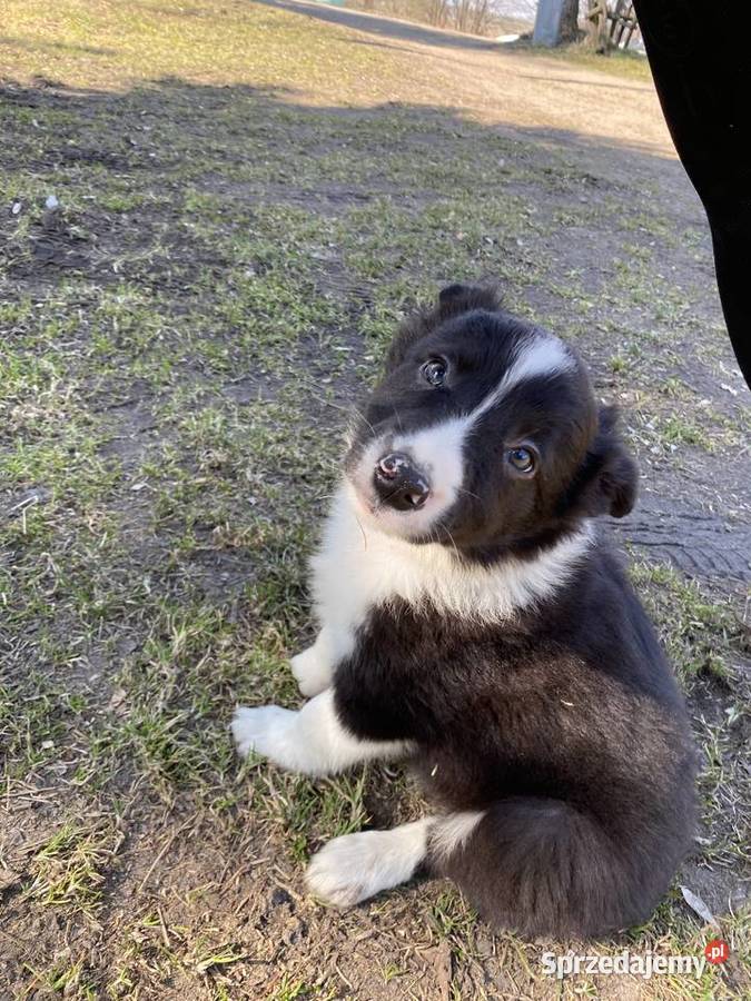 Szczeniaki border collie Biała Góra