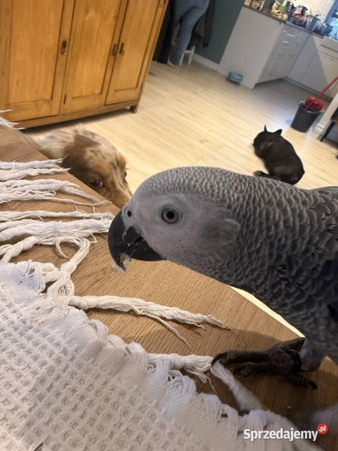 Papuga żako samiec Kraków sprzedam