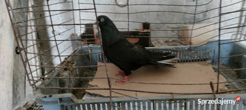 Sprzedam orliki lubelskie lubelskie