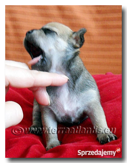 Chihuahua rodowodowe SOBOLOWE importach USA Czec Łódź