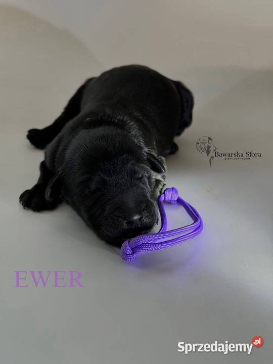 Sznaucer olbrzym Czarny Dobczyn