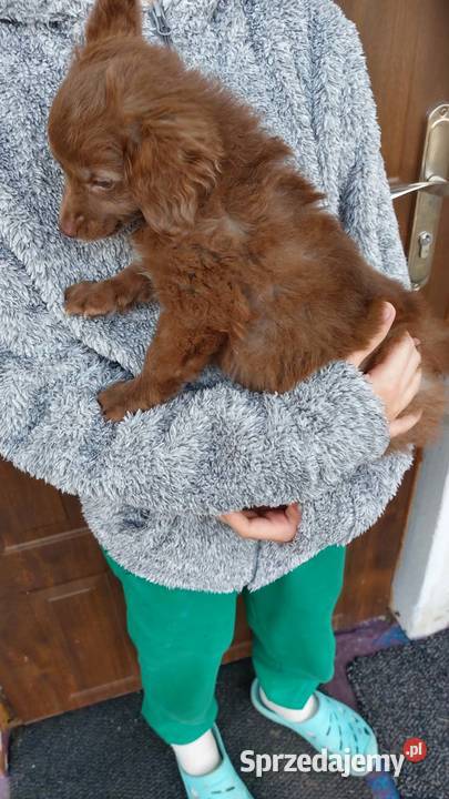 Yorkiepoo szczeniaki Warszawy gotowe do zmiany