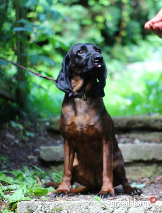 Posokowiec bawarski Strzeleczki