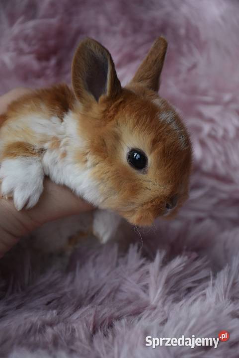 Karzełek rex króliki karzełki Mini Króliki kujawsko-pomorskie Włocławek