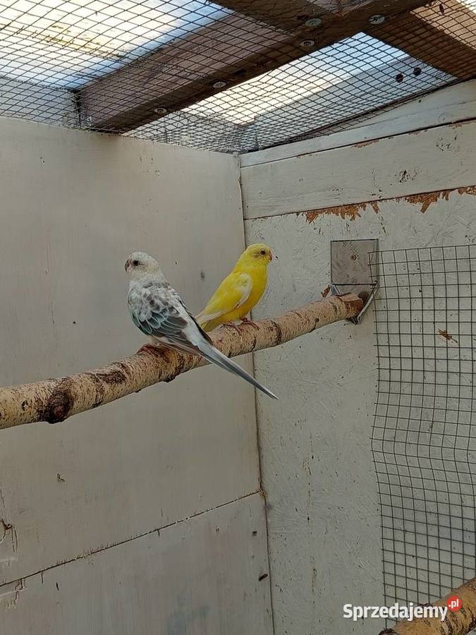 Świergotki wielkopolskie Środa Wielkopolska