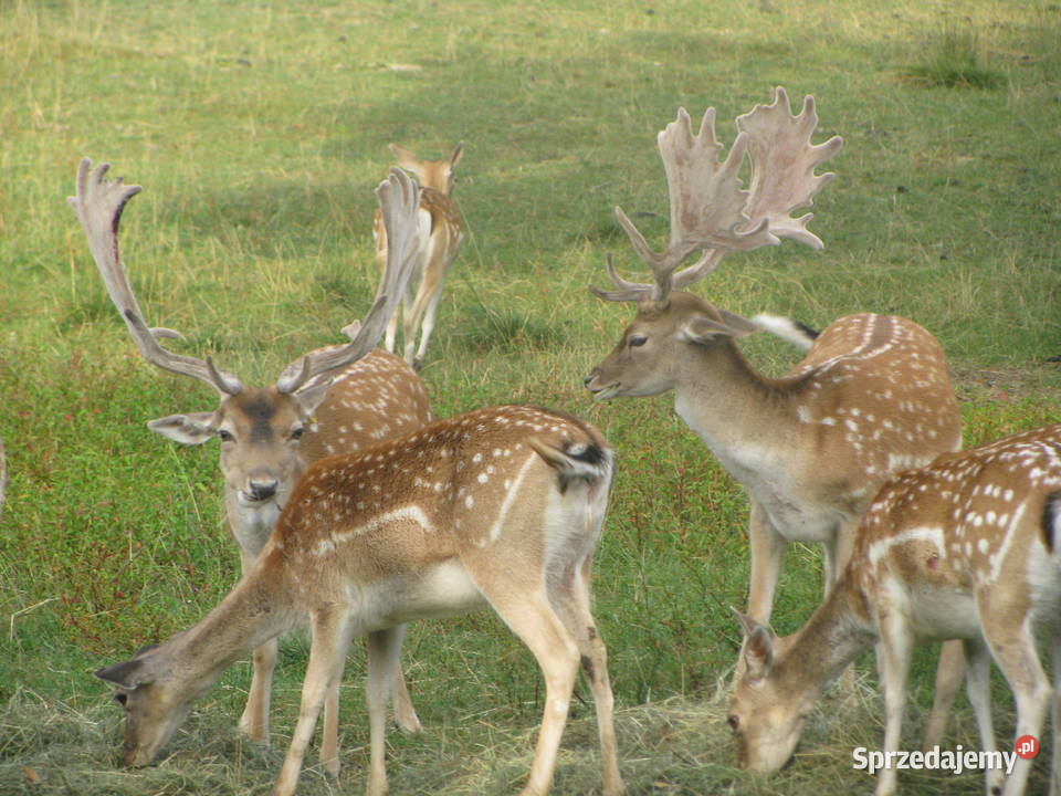 Daniele byki łanie zacielone młode szpicaki małopolskie Słopnice sprzedam