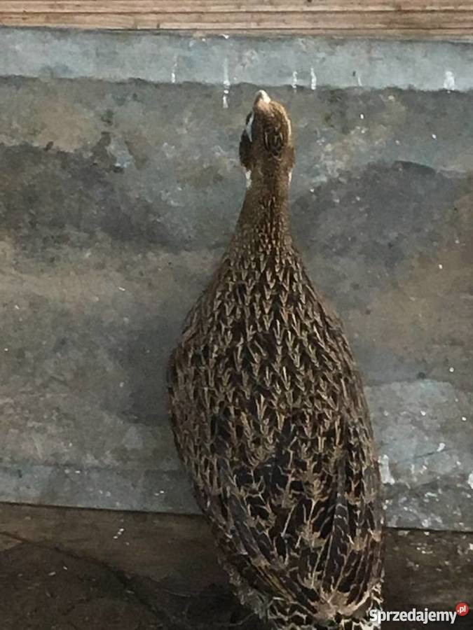 Olśniaki himalajskie Działdowo