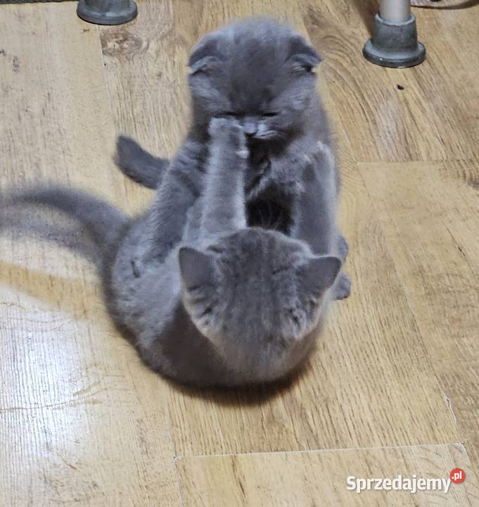 Koty rasowe Brytyjski mazowieckie Warszawa sprzedam