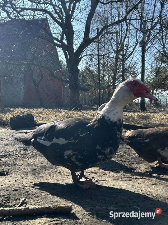 Sprzedam kaczora francuskiego zamienię Turkowy